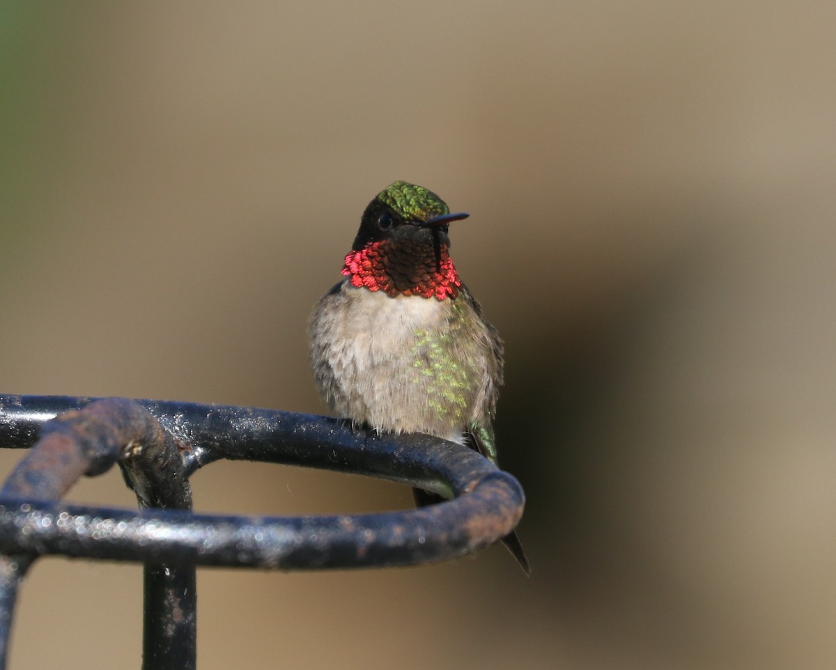 Ruby-throated Hummingbird - ML620123583