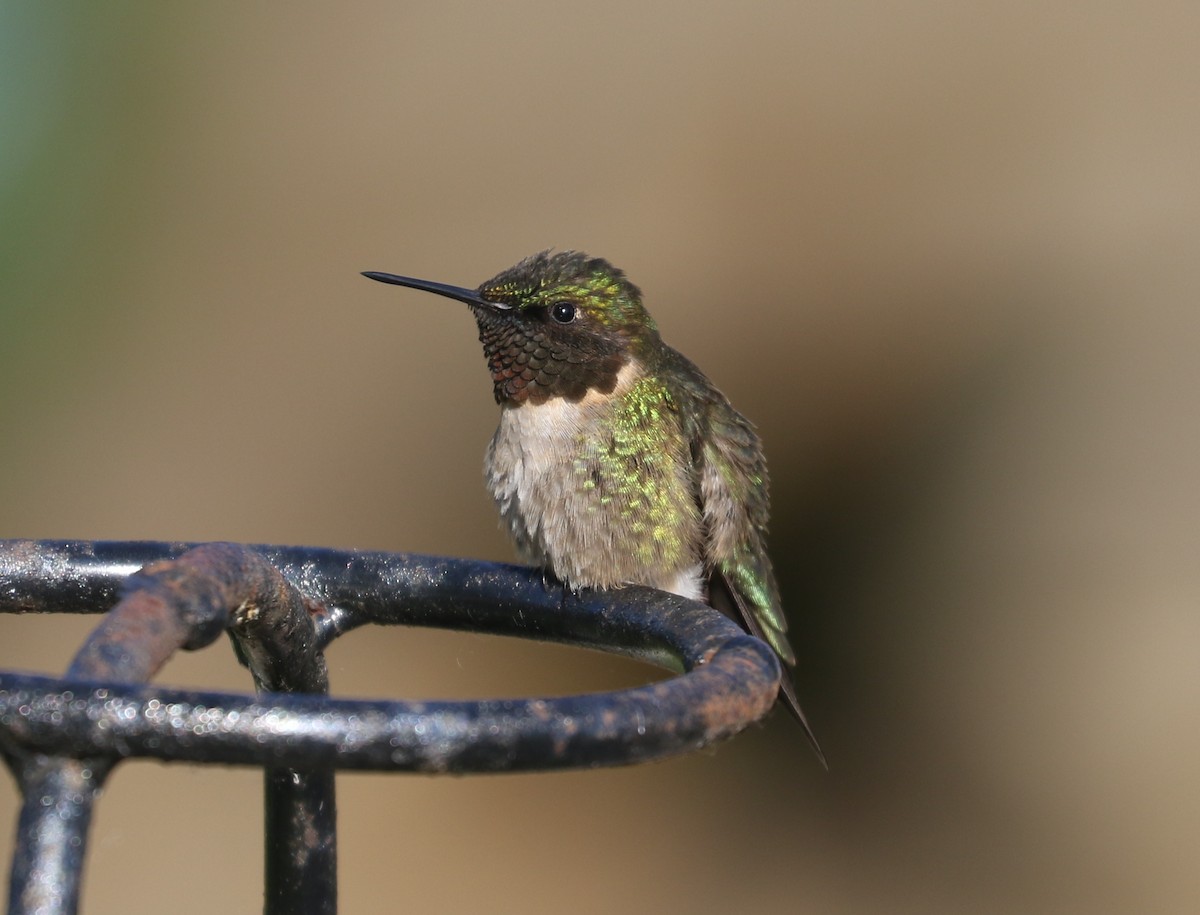 Ruby-throated Hummingbird - ML620123584