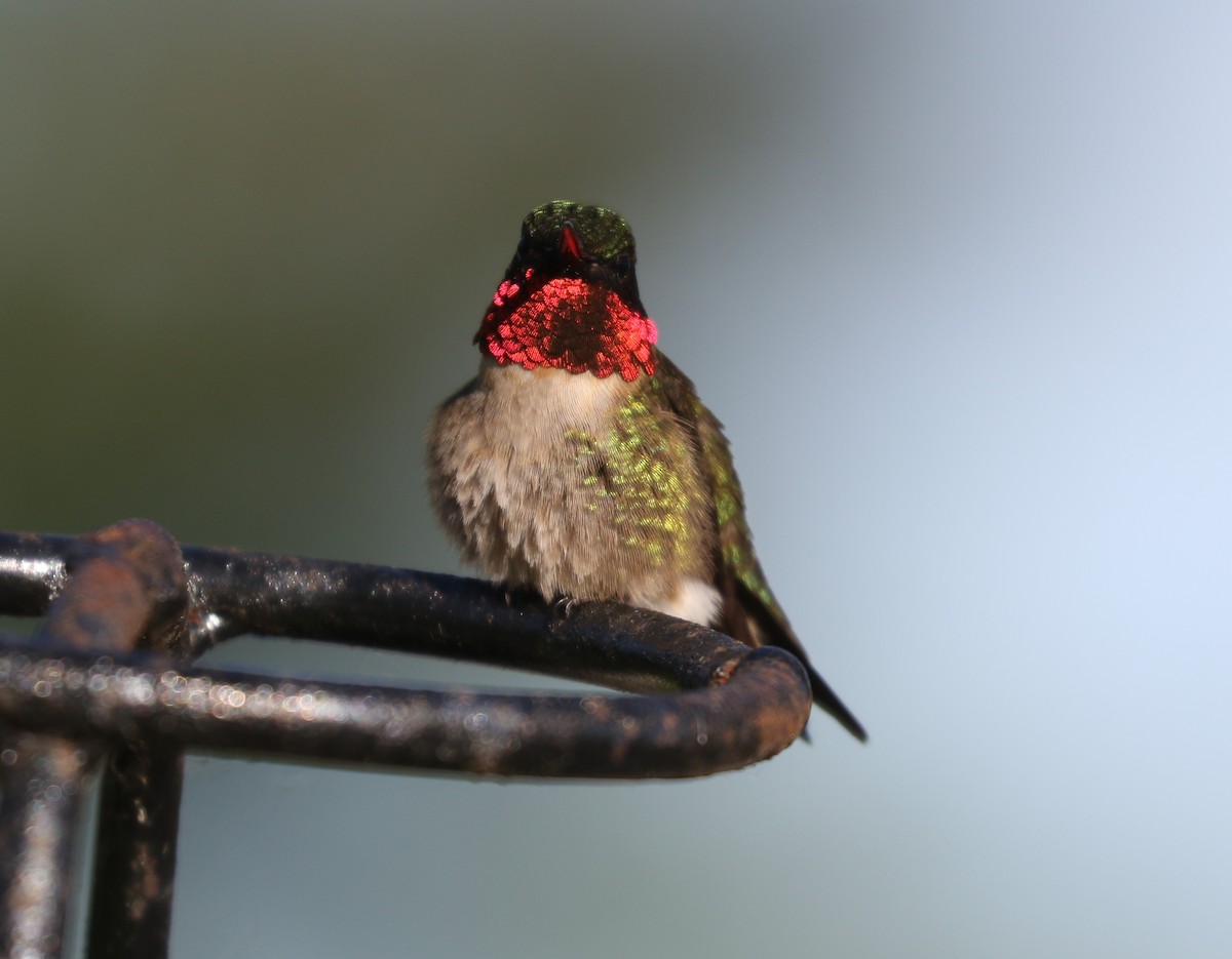 Ruby-throated Hummingbird - ML620123589