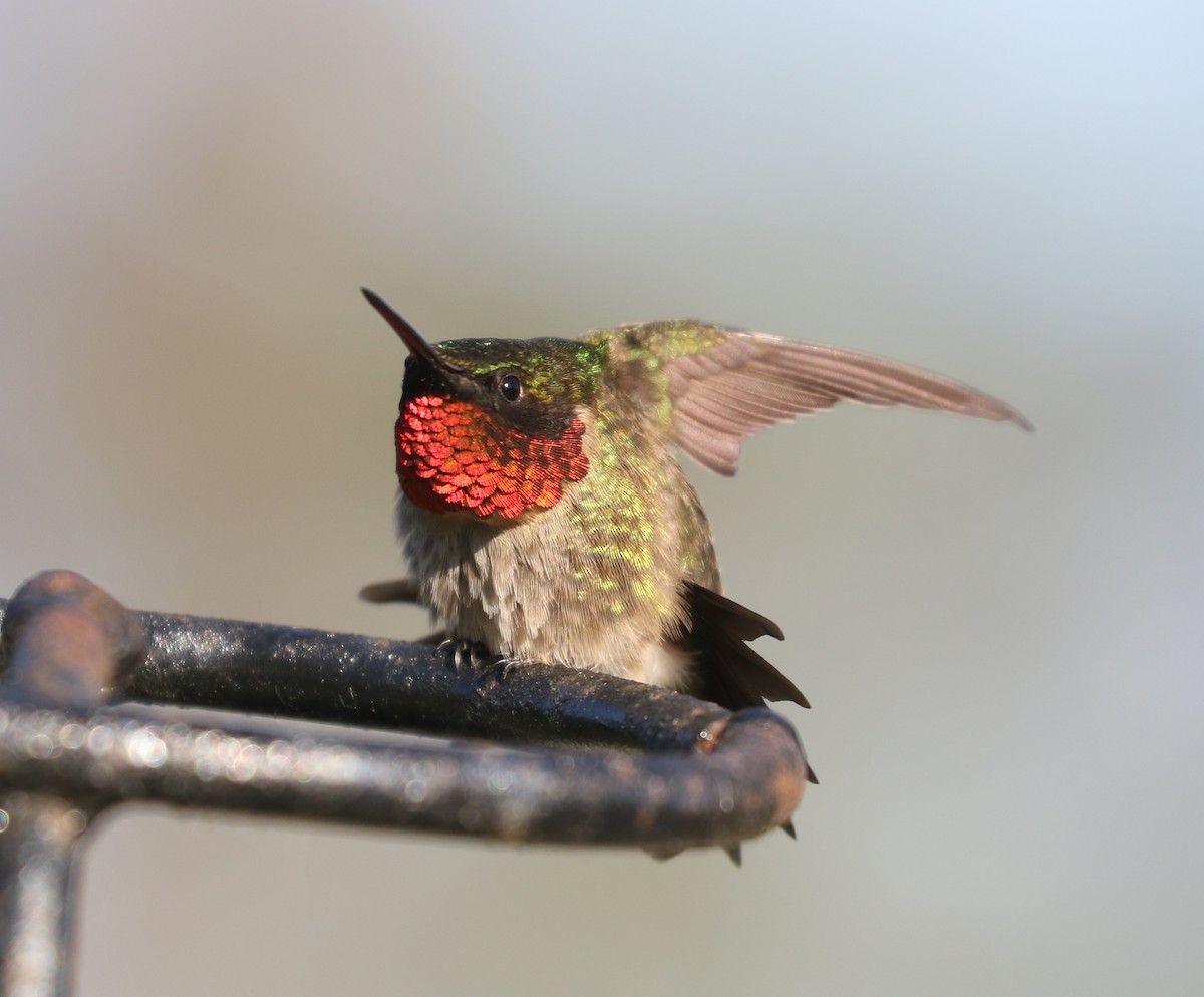 Ruby-throated Hummingbird - ML620123591
