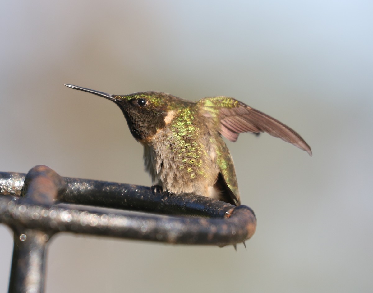 Ruby-throated Hummingbird - ML620123593
