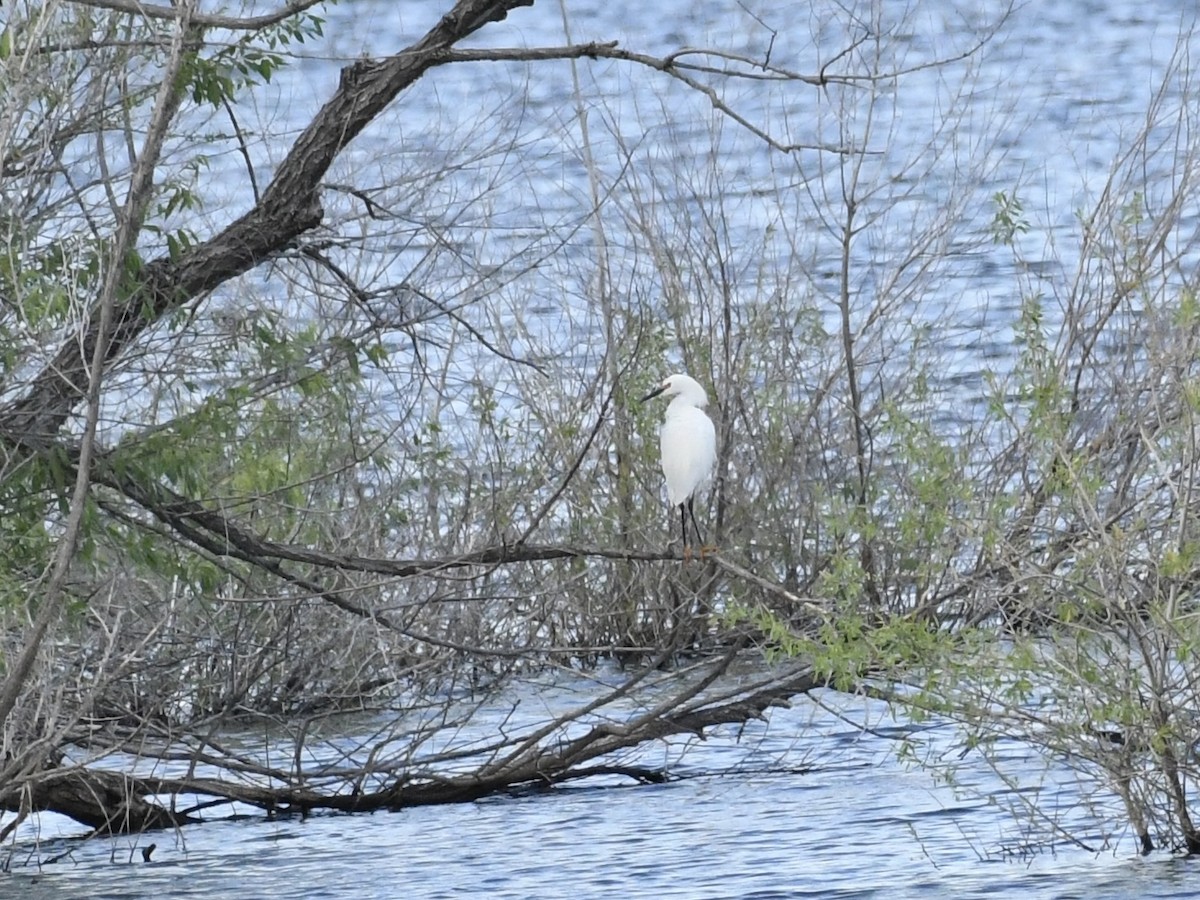 Snowy Egret - ML620123606