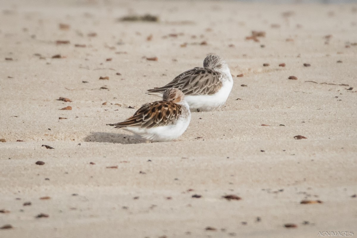 Little Stint - Alison  Nisbett