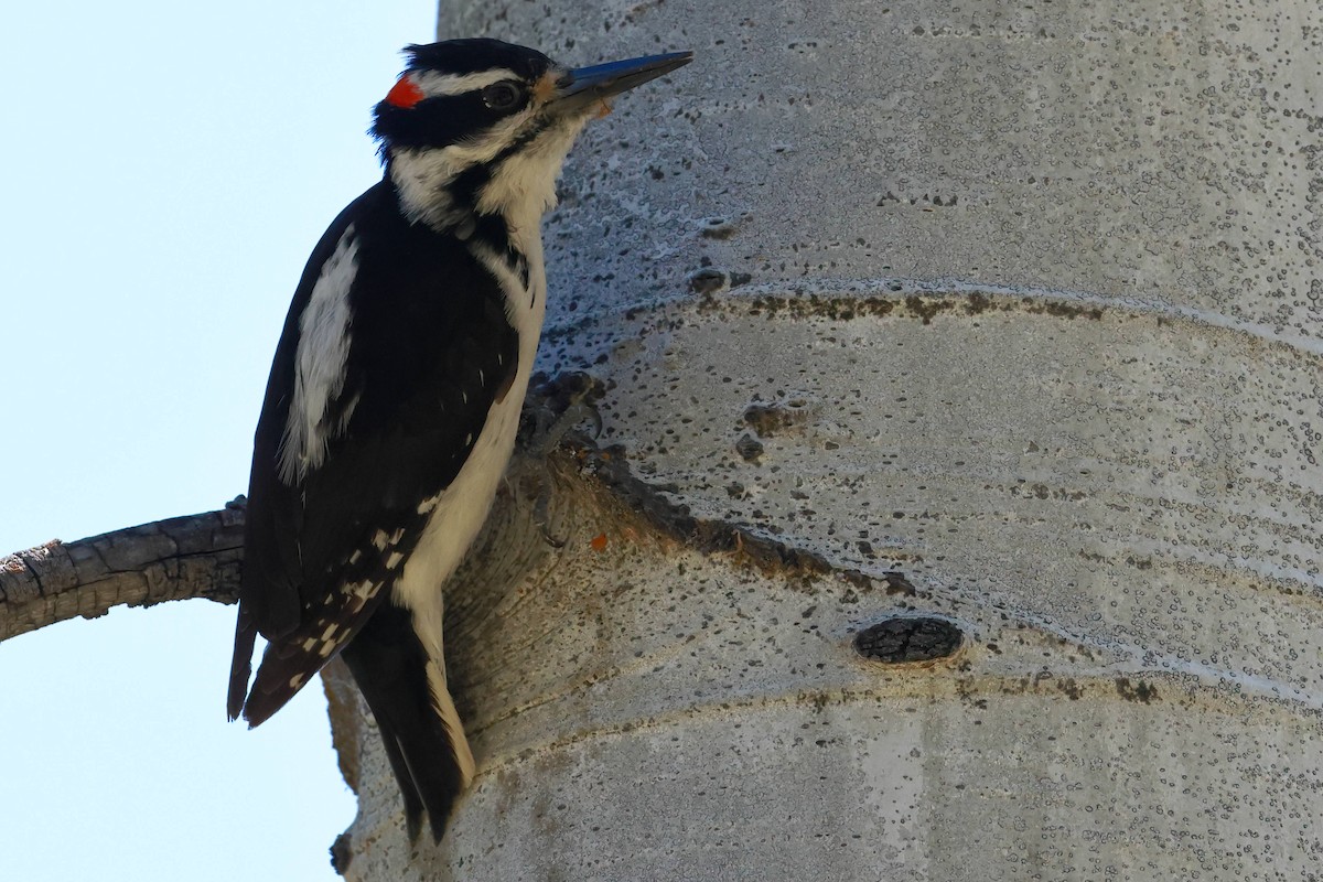 Hairy Woodpecker - ML620123613