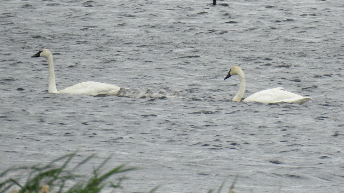 Trumpeter Swan - ML620123614