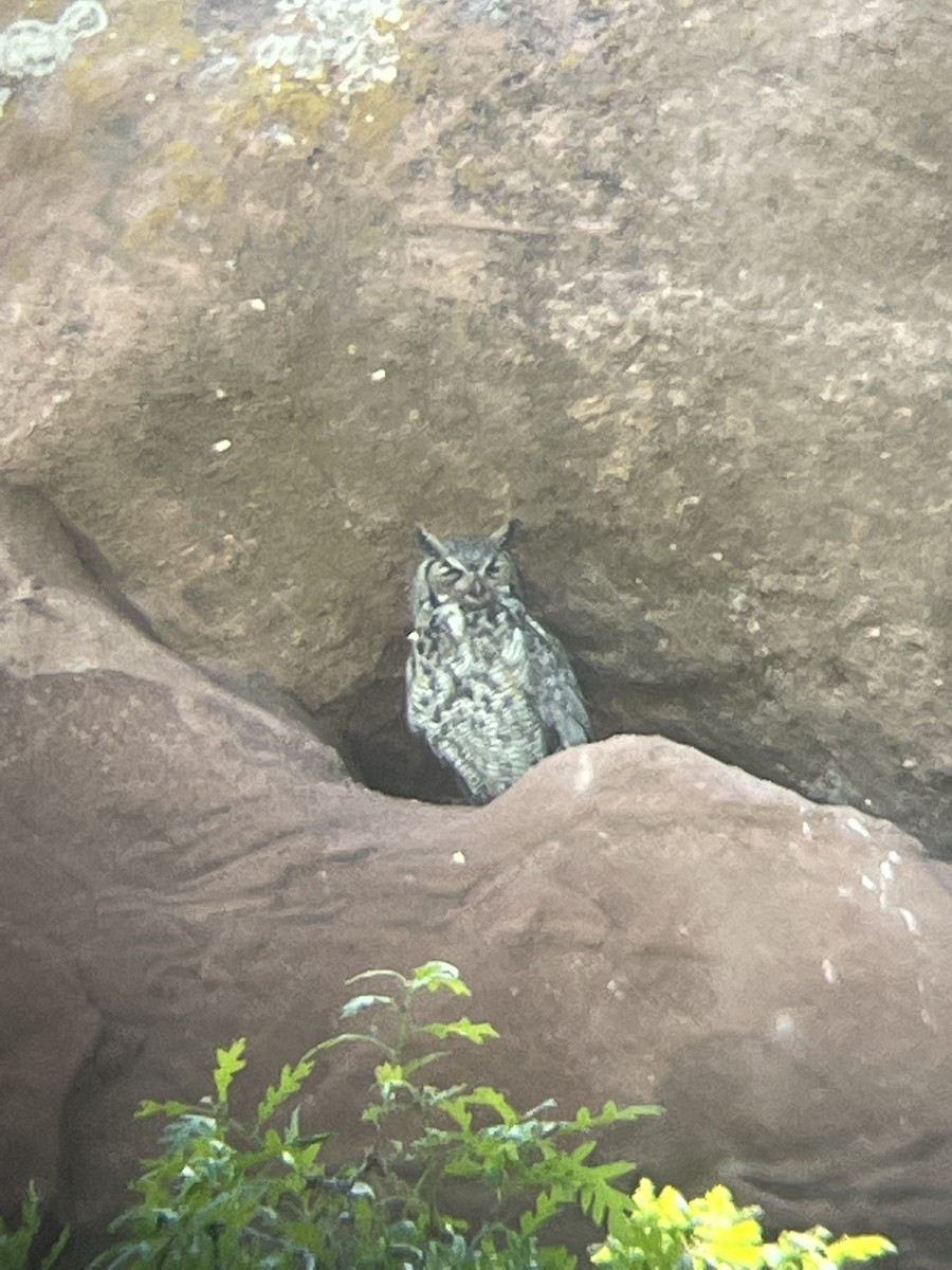 Great Horned Owl - ML620123617