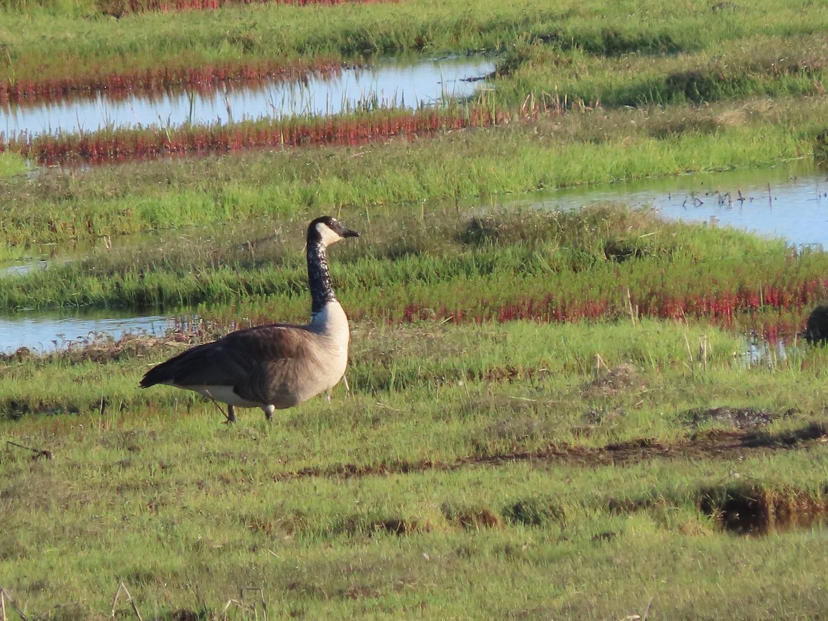 Canada Goose - ML620123631