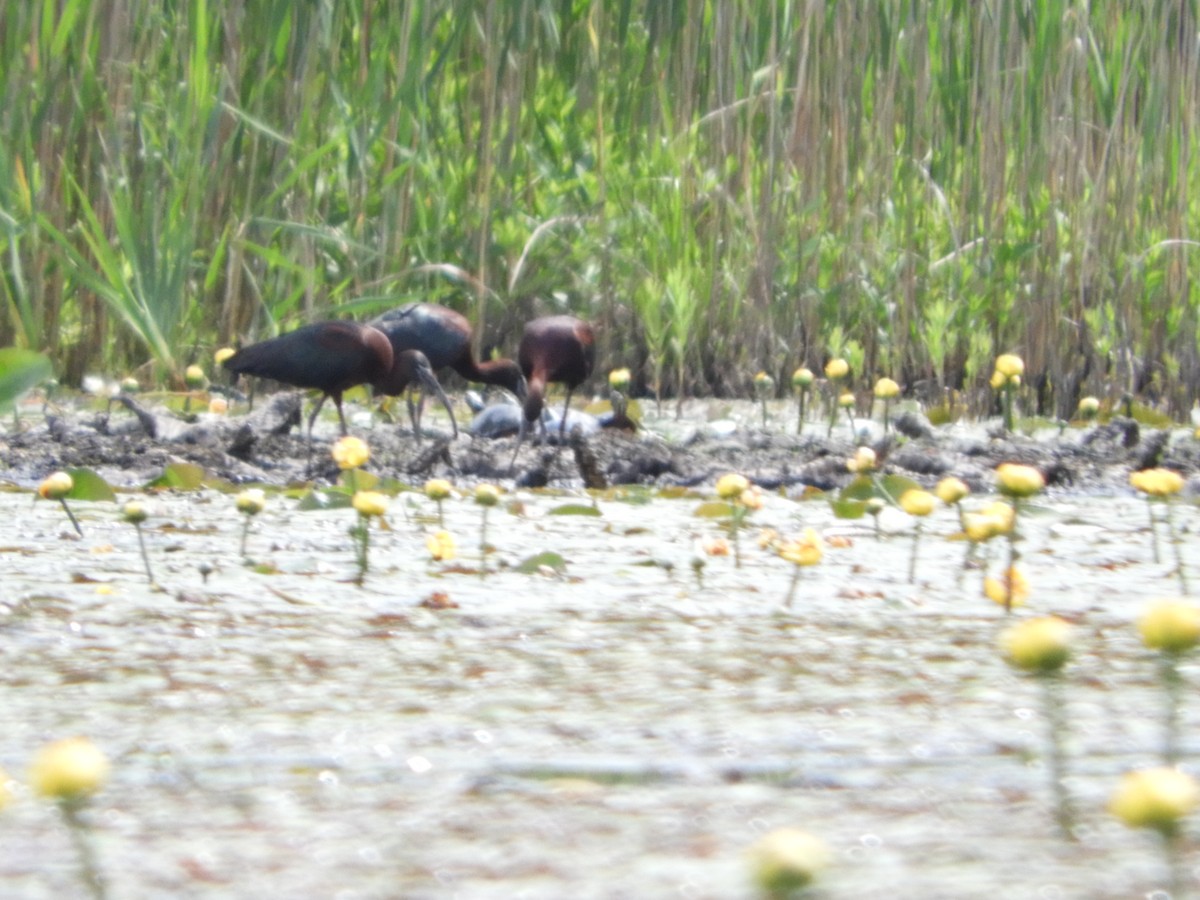 ibis hnědý - ML620123641