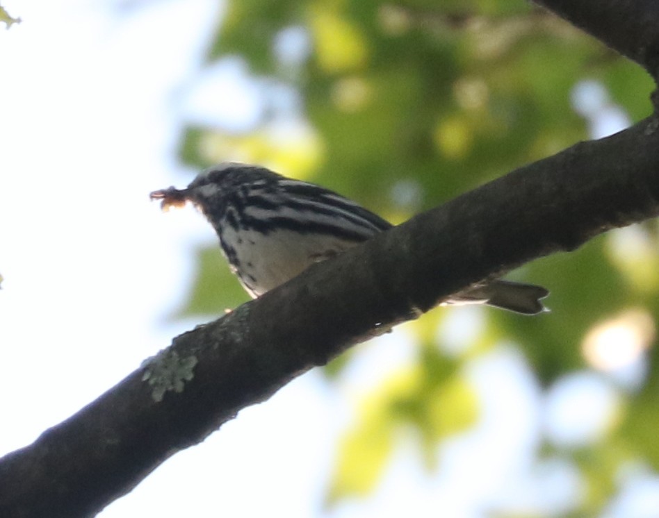 Black-and-white Warbler - ML620123643