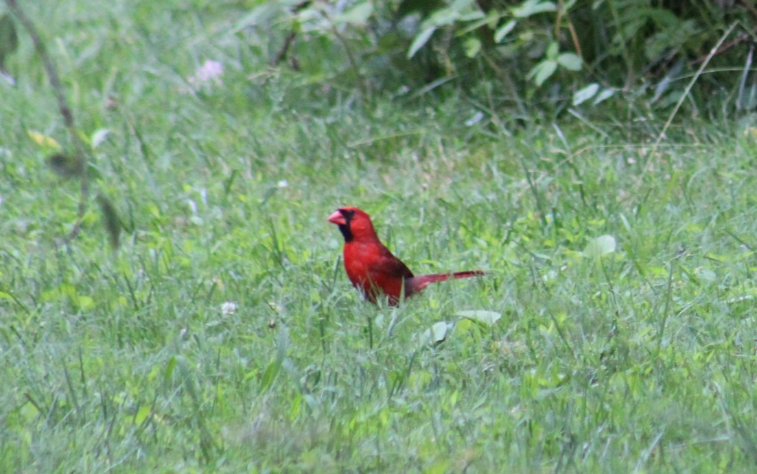 Красный кардинал - ML620123645