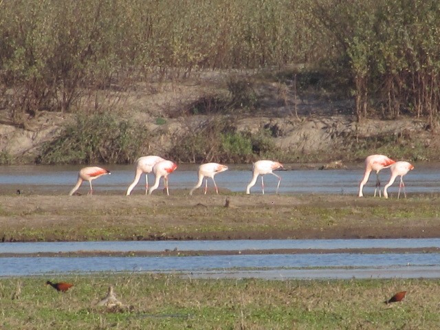 Chilean Flamingo - ML620123648