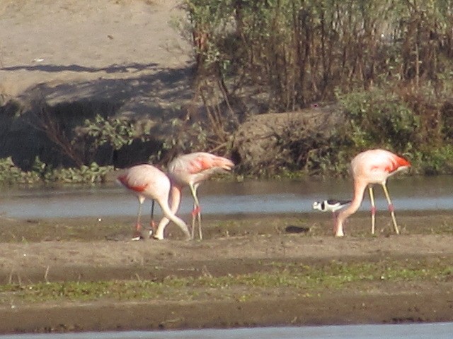 Chilean Flamingo - ML620123649