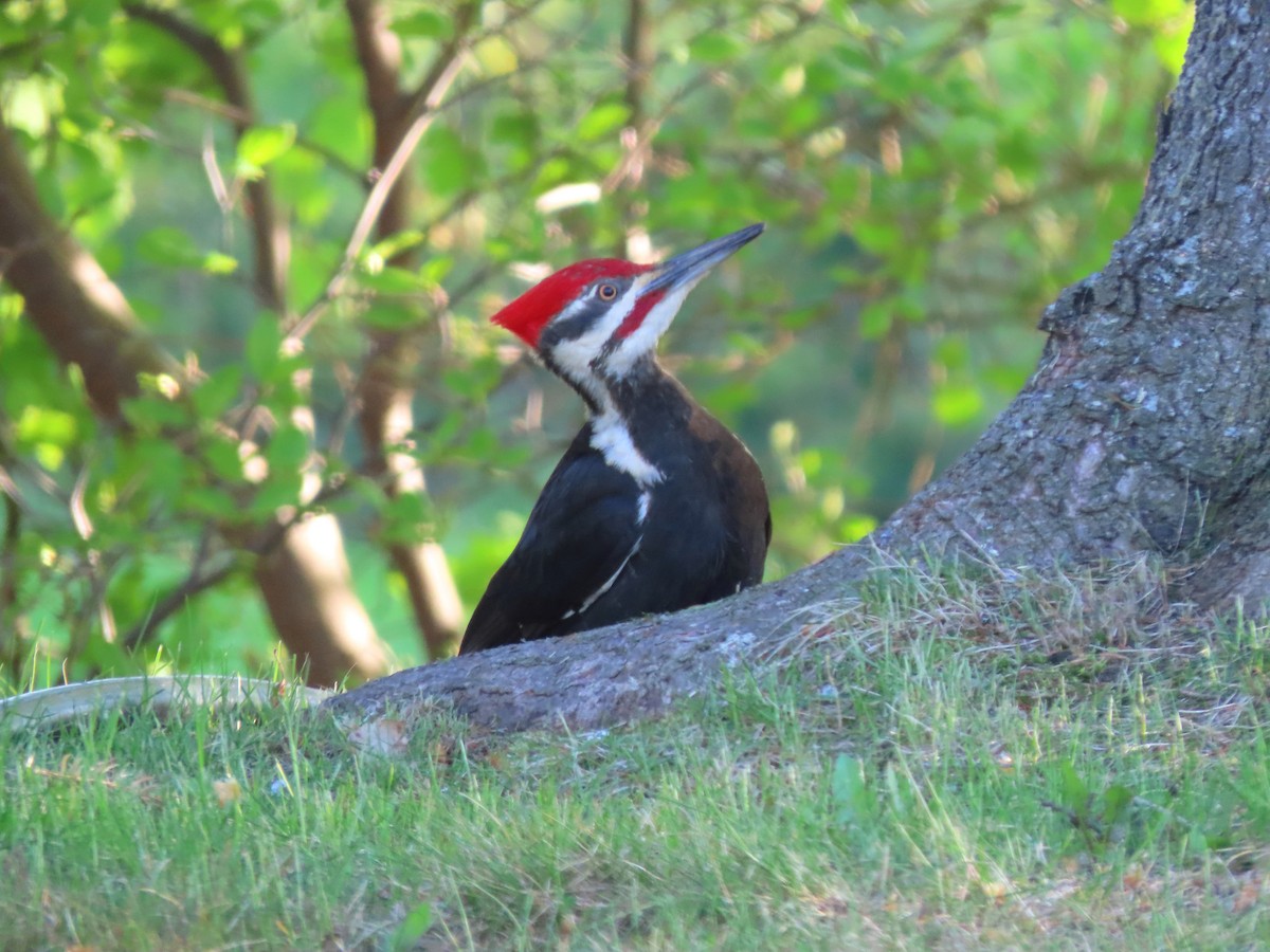 Pileated Woodpecker - ML620123666
