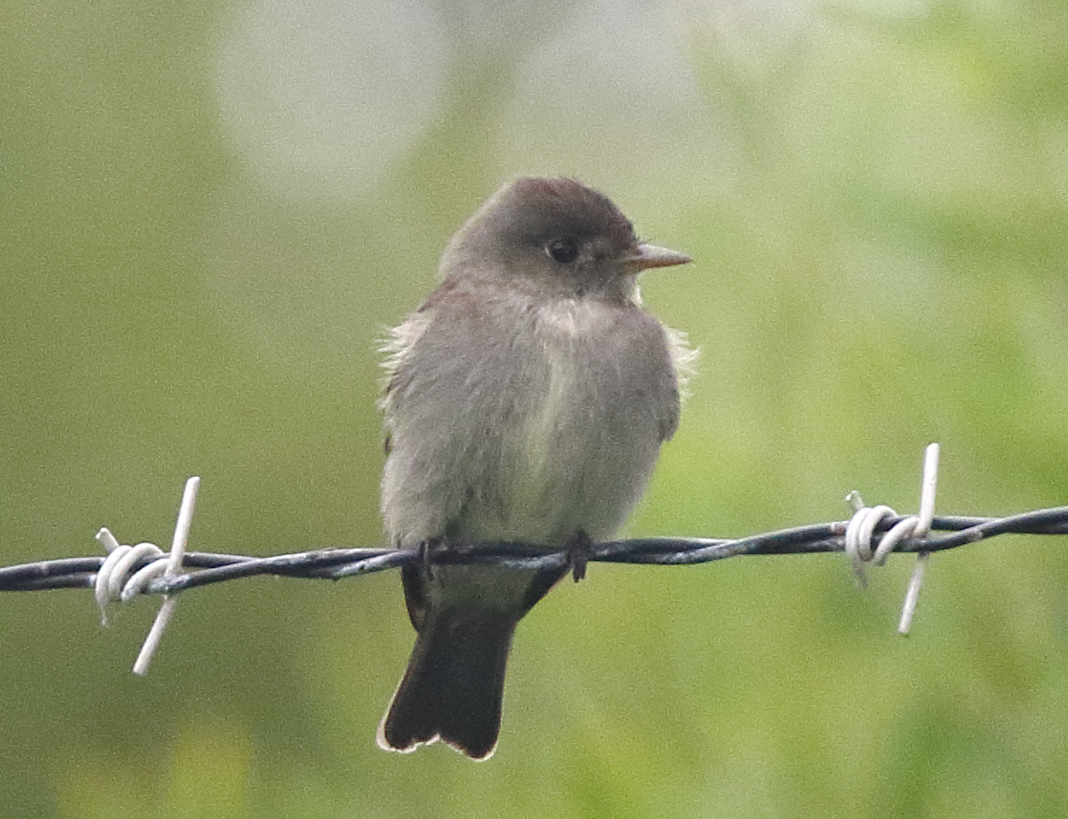 Eastern Wood-Pewee - ML620123670