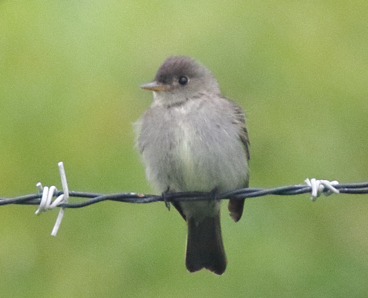 Eastern Wood-Pewee - ML620123671