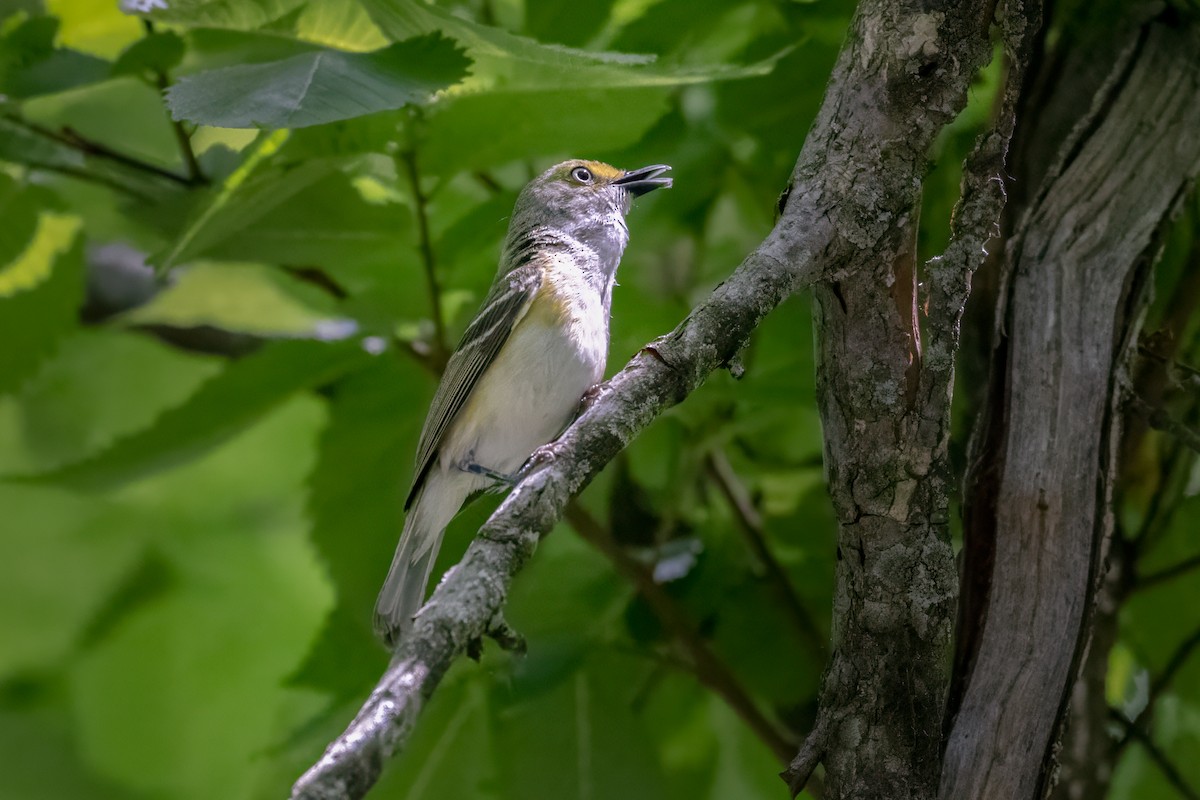 Vireo Ojiblanco - ML620123673