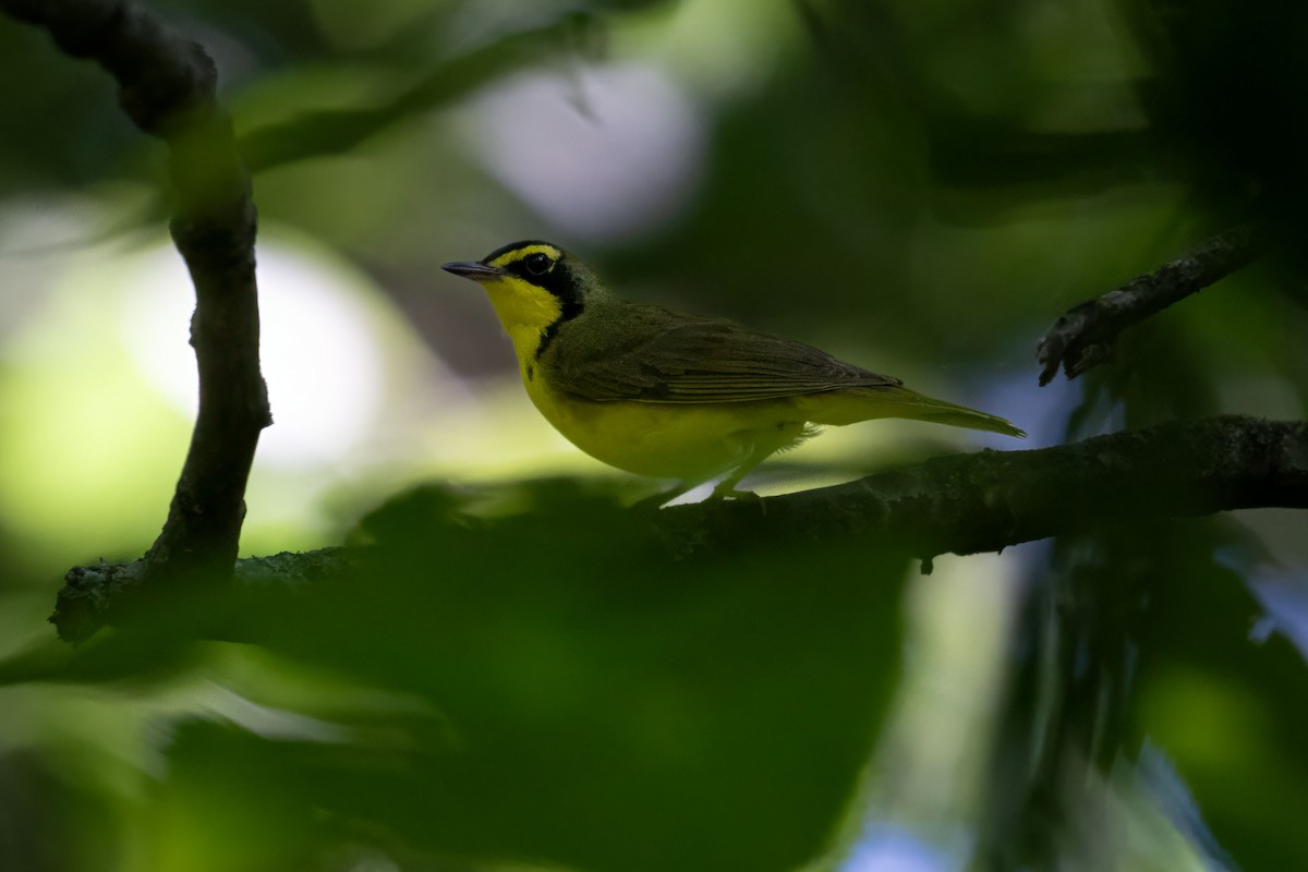 Kentucky Warbler - ML620123682