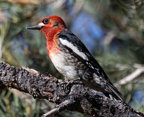 Red-breasted Sapsucker - stevan brad