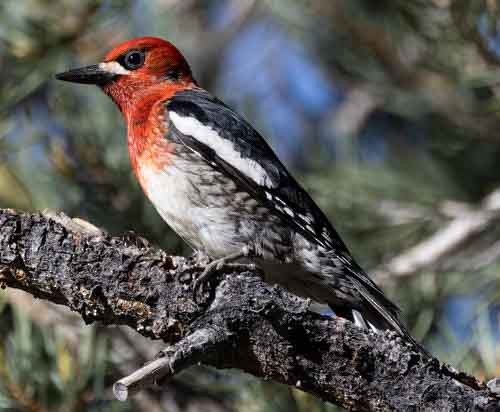 Red-breasted Sapsucker - ML620123693
