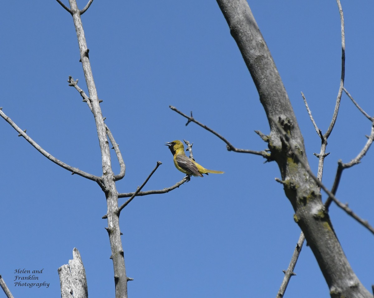 Orchard Oriole - ML620123695