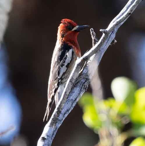 Red-naped x Red-breasted Sapsucker (hybrid) - ML620123699