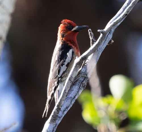 Red-naped x Red-breasted Sapsucker (hybrid) - ML620123700