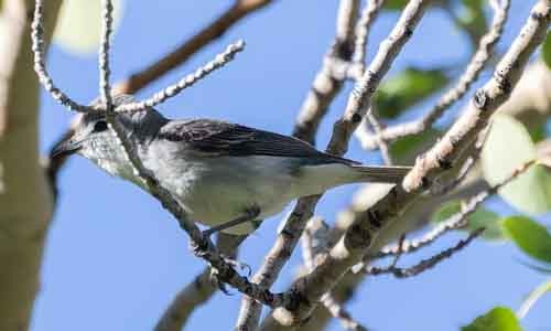 Plumbeous Vireo - ML620123707