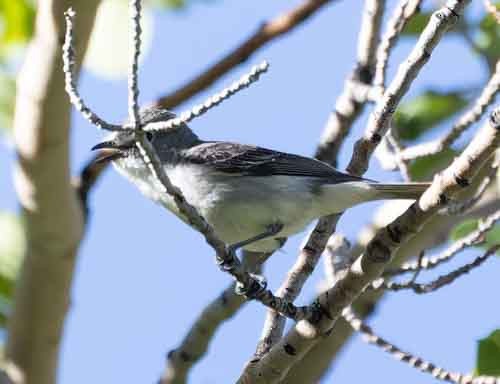 Plumbeous Vireo - ML620123708