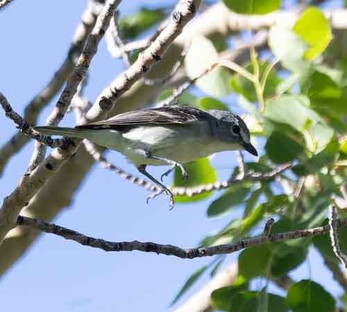 Plumbeous Vireo - stevan brad