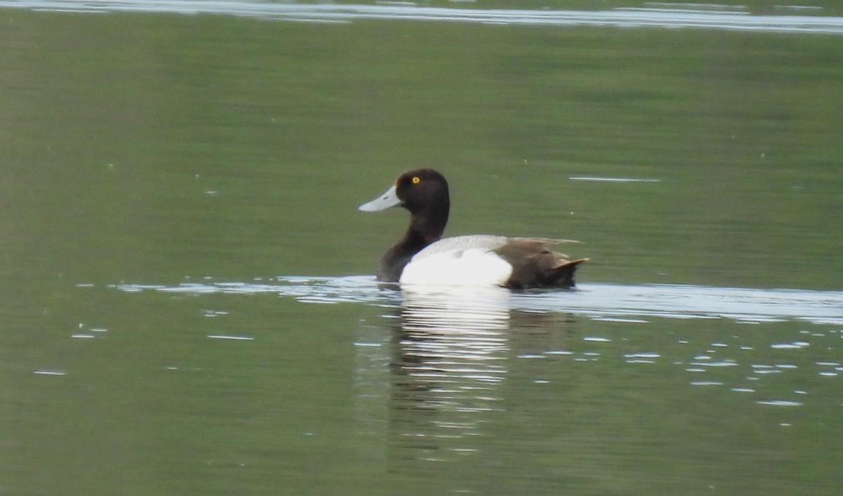 Greater Scaup - ML620123712