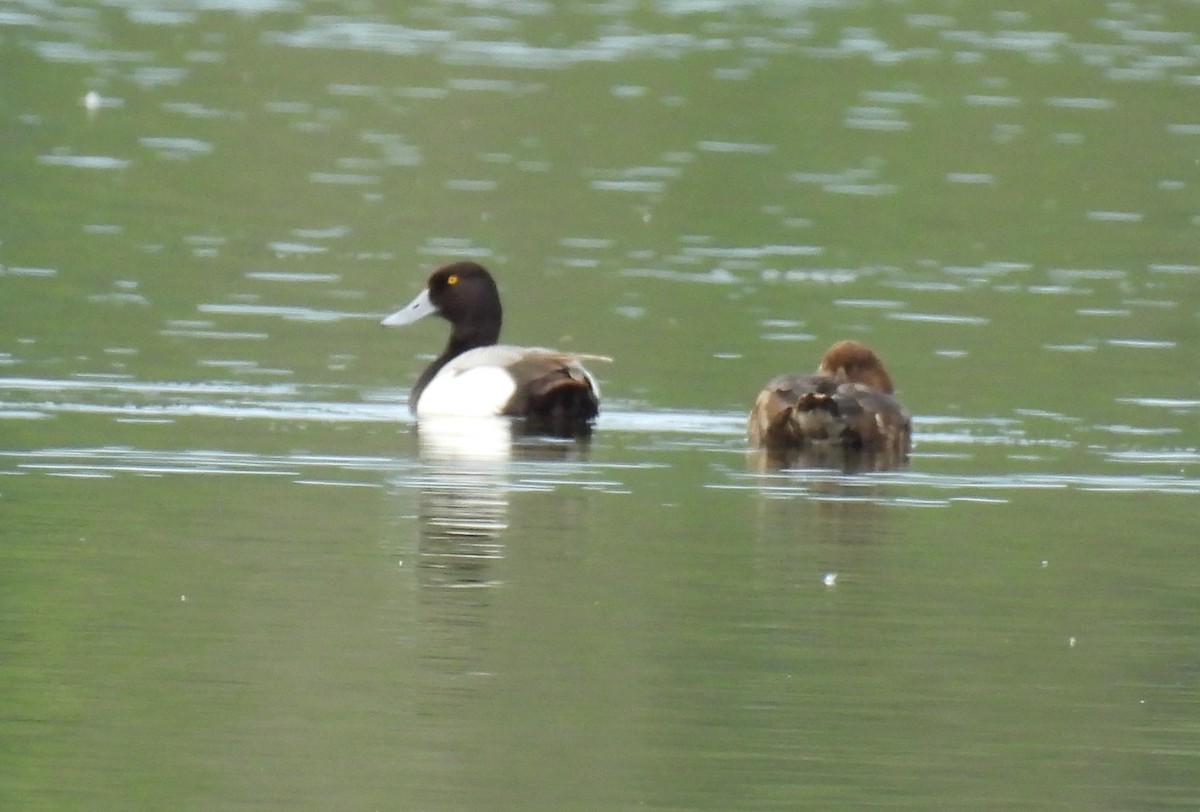 Greater Scaup - ML620123713