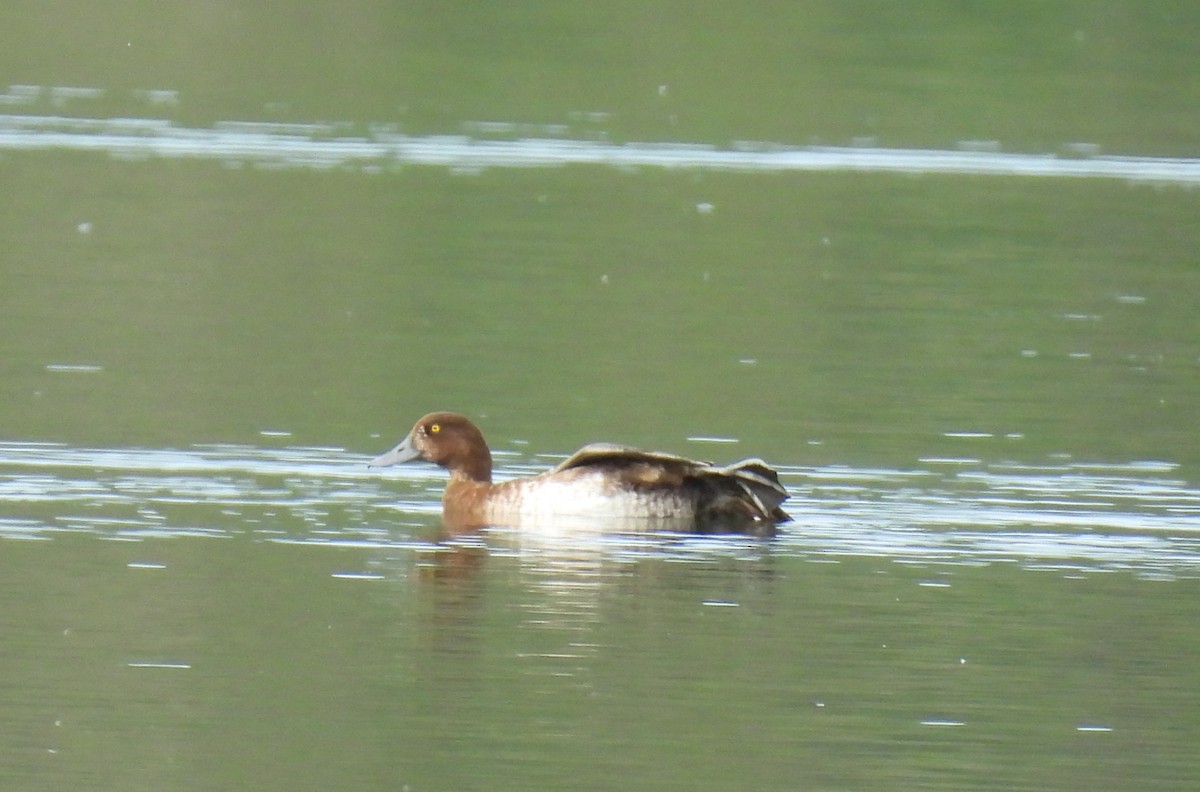 Greater Scaup - ML620123714