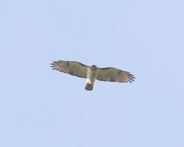 Red-tailed Hawk - ML620123727