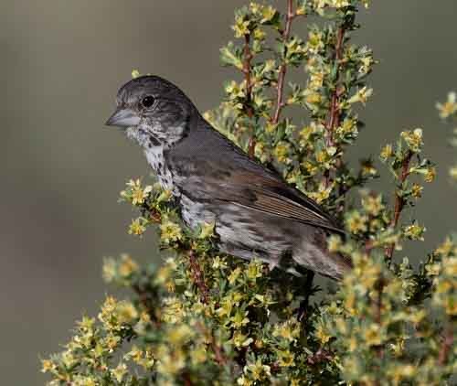 Fox Sparrow (Thick-billed) - ML620123737