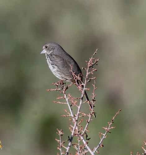 Fox Sparrow - ML620123740