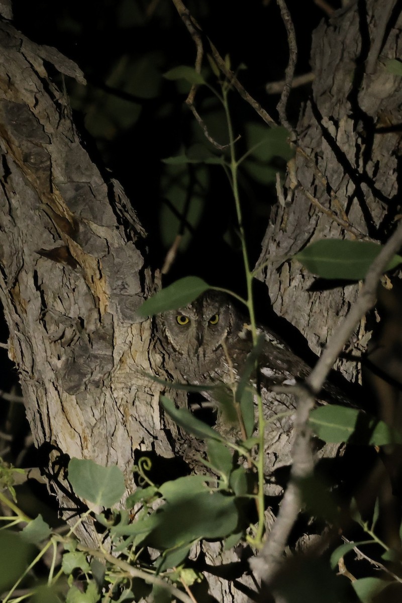 Eurasian Scops-Owl - ML620123796