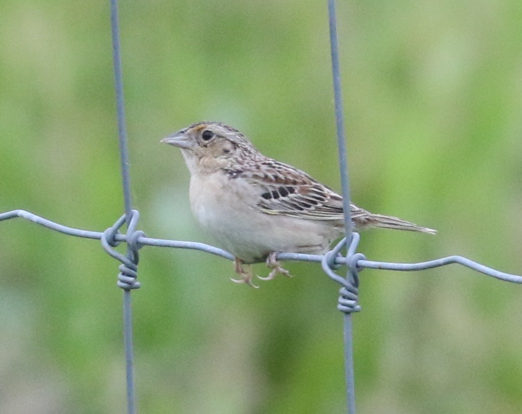 Grasshopper Sparrow - ML620123832