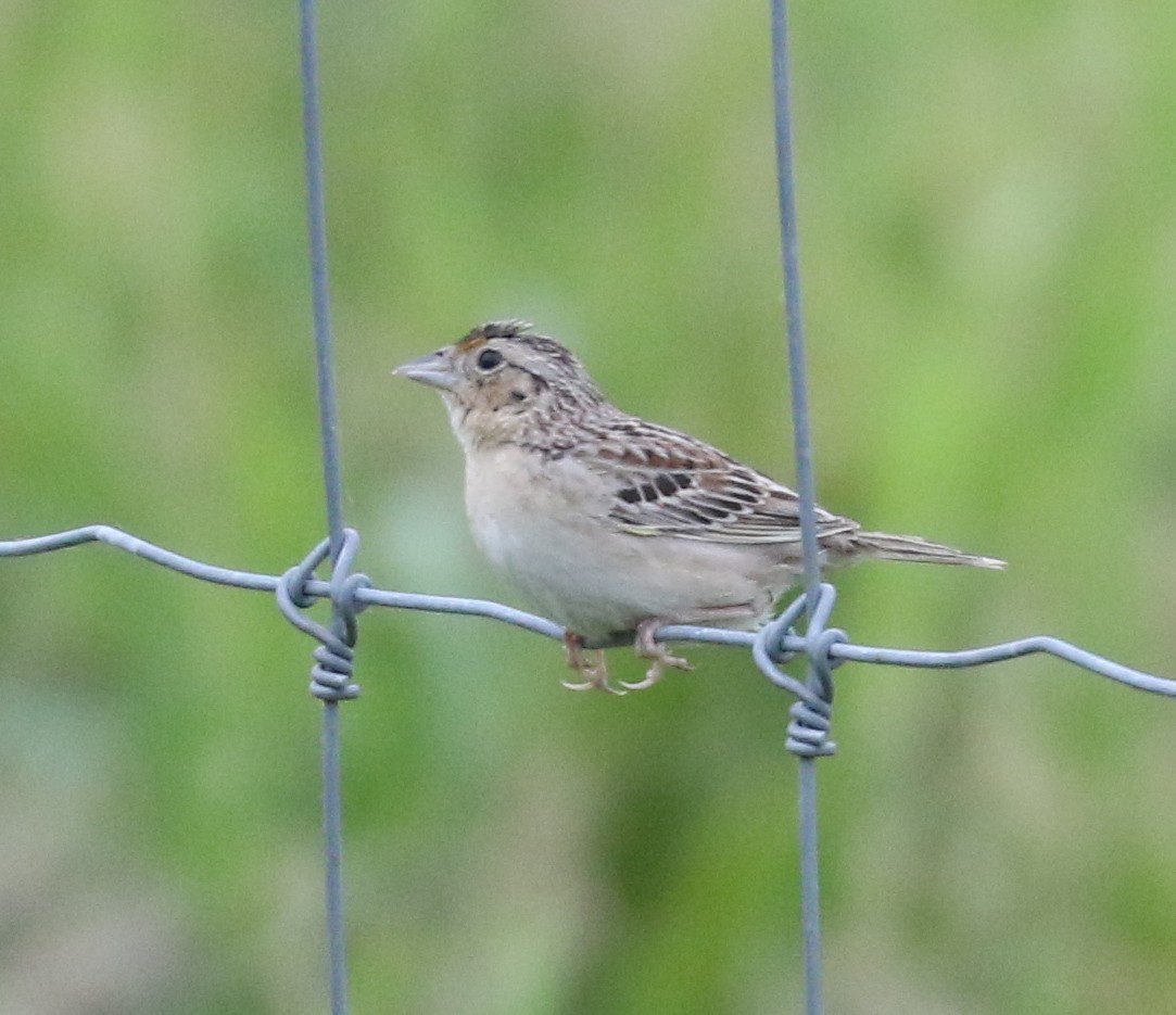 Grasshopper Sparrow - ML620123833