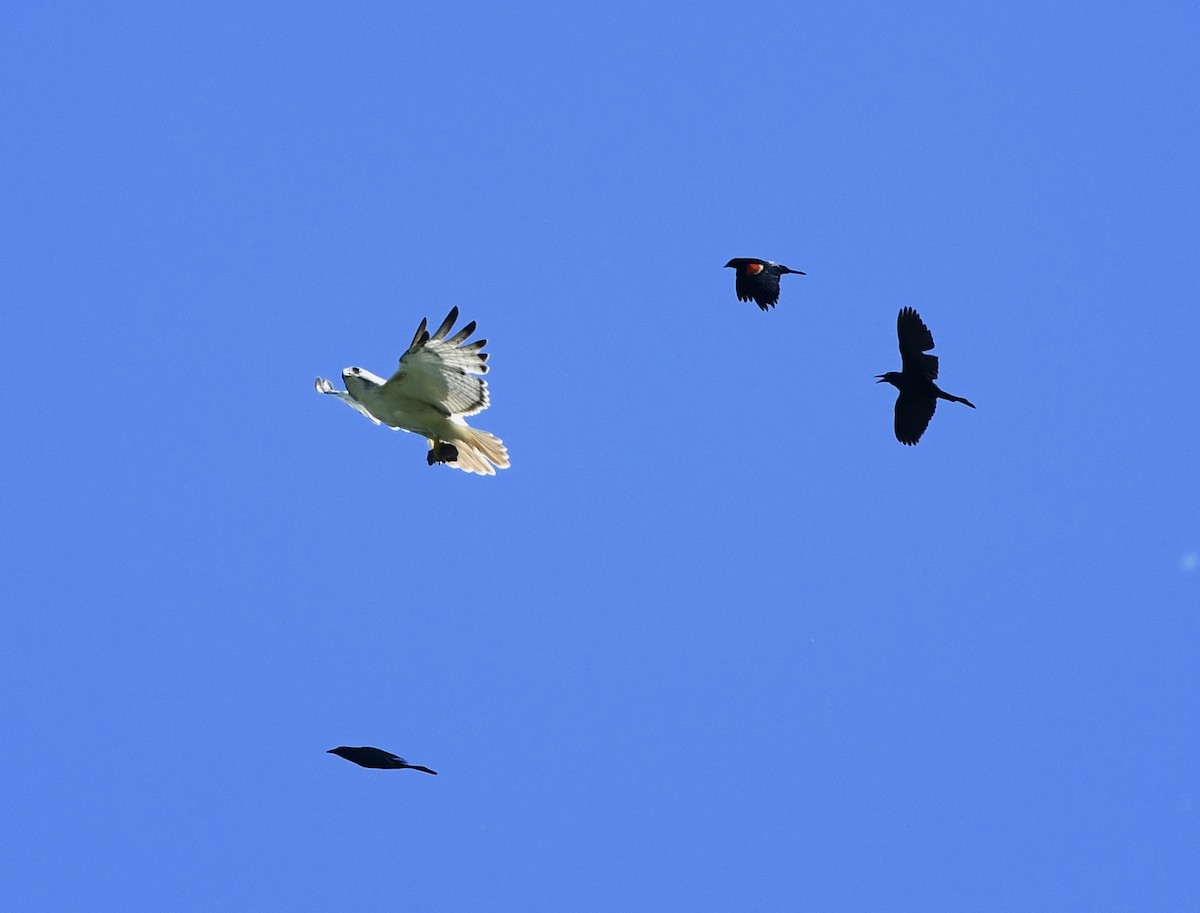 Red-tailed Hawk - ML620123854