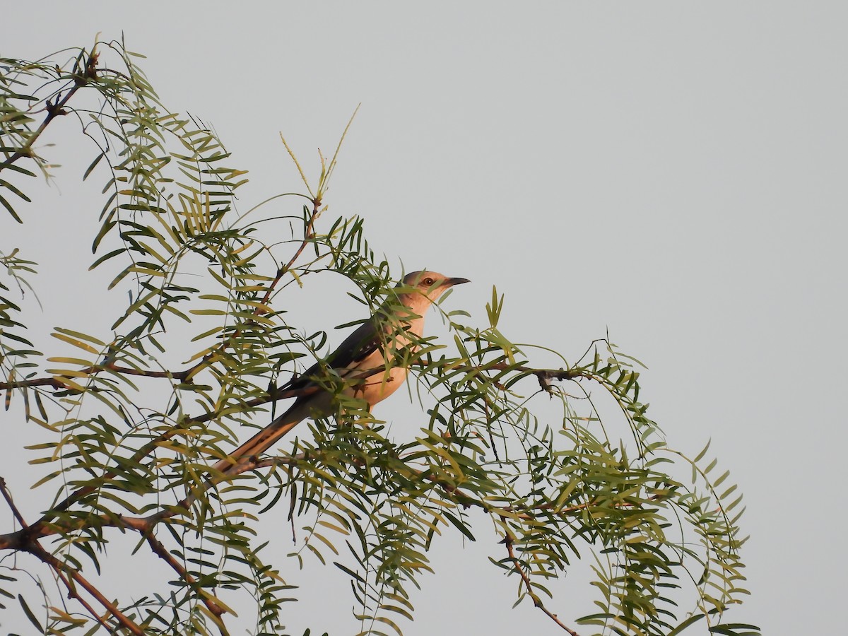 Northern Mockingbird - ML620123887