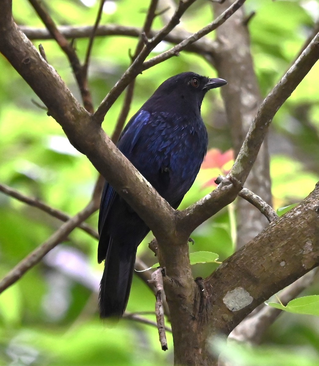 Тайваньская синяя птица - ML620123889