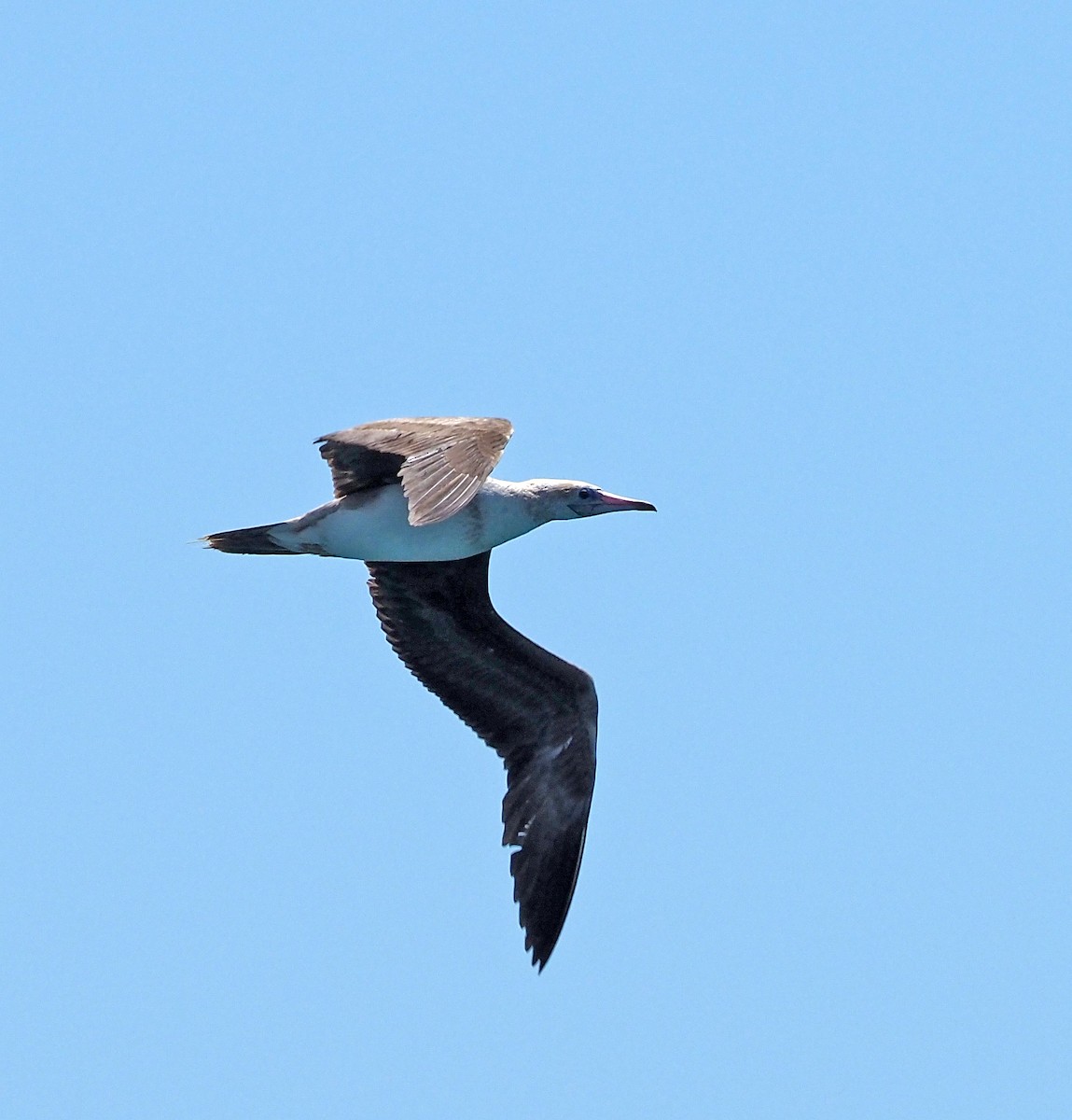 Red-footed Booby - ML620123891
