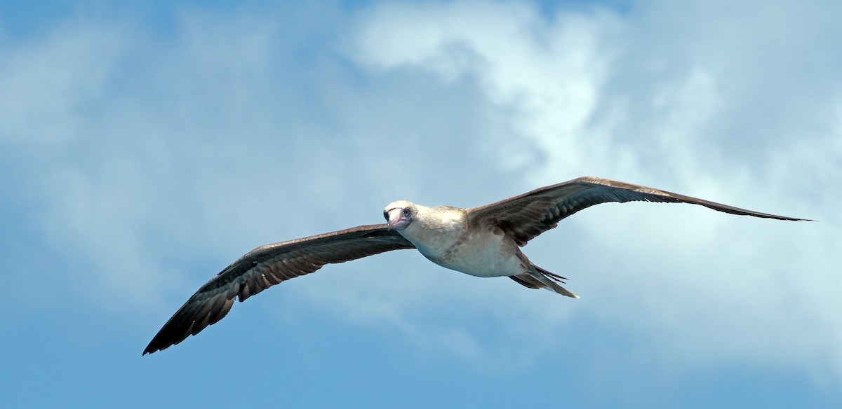 Red-footed Booby - ML620123896