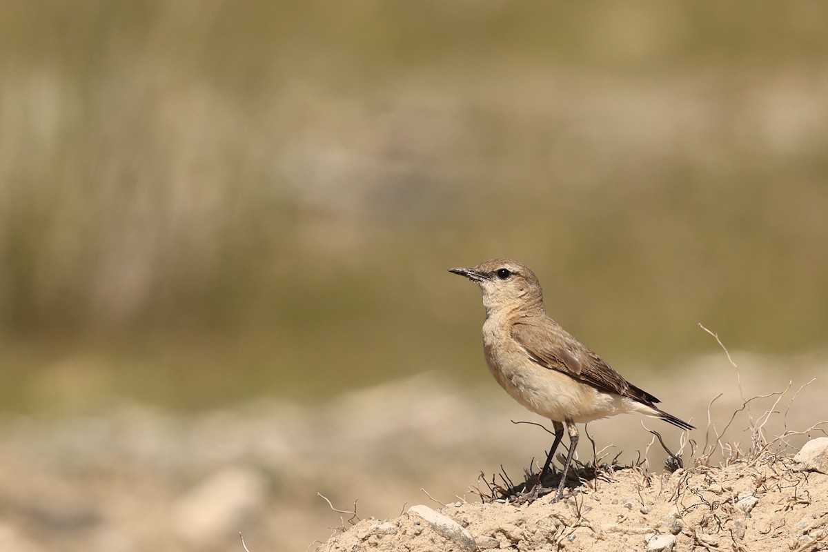 Isabelline Wheatear - ML620123897