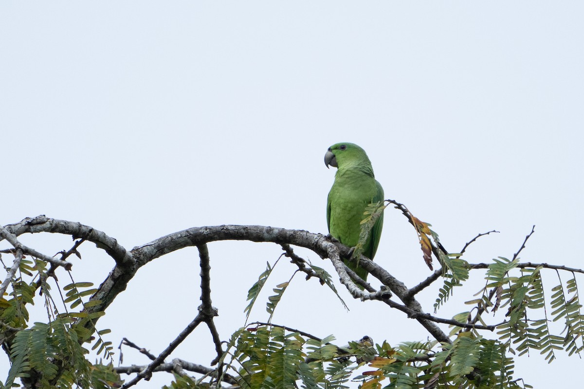 Short-tailed Parrot - ML620123899