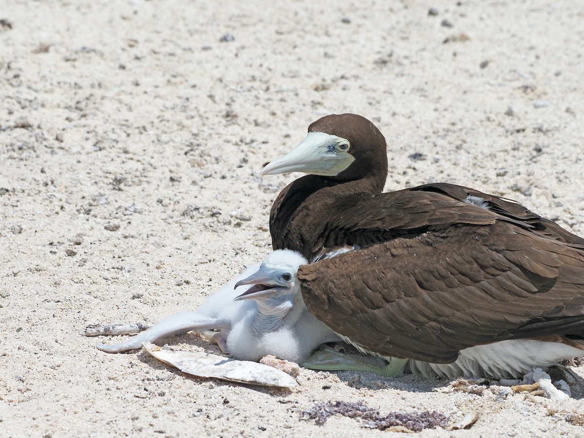 Brown Booby - ML620123901
