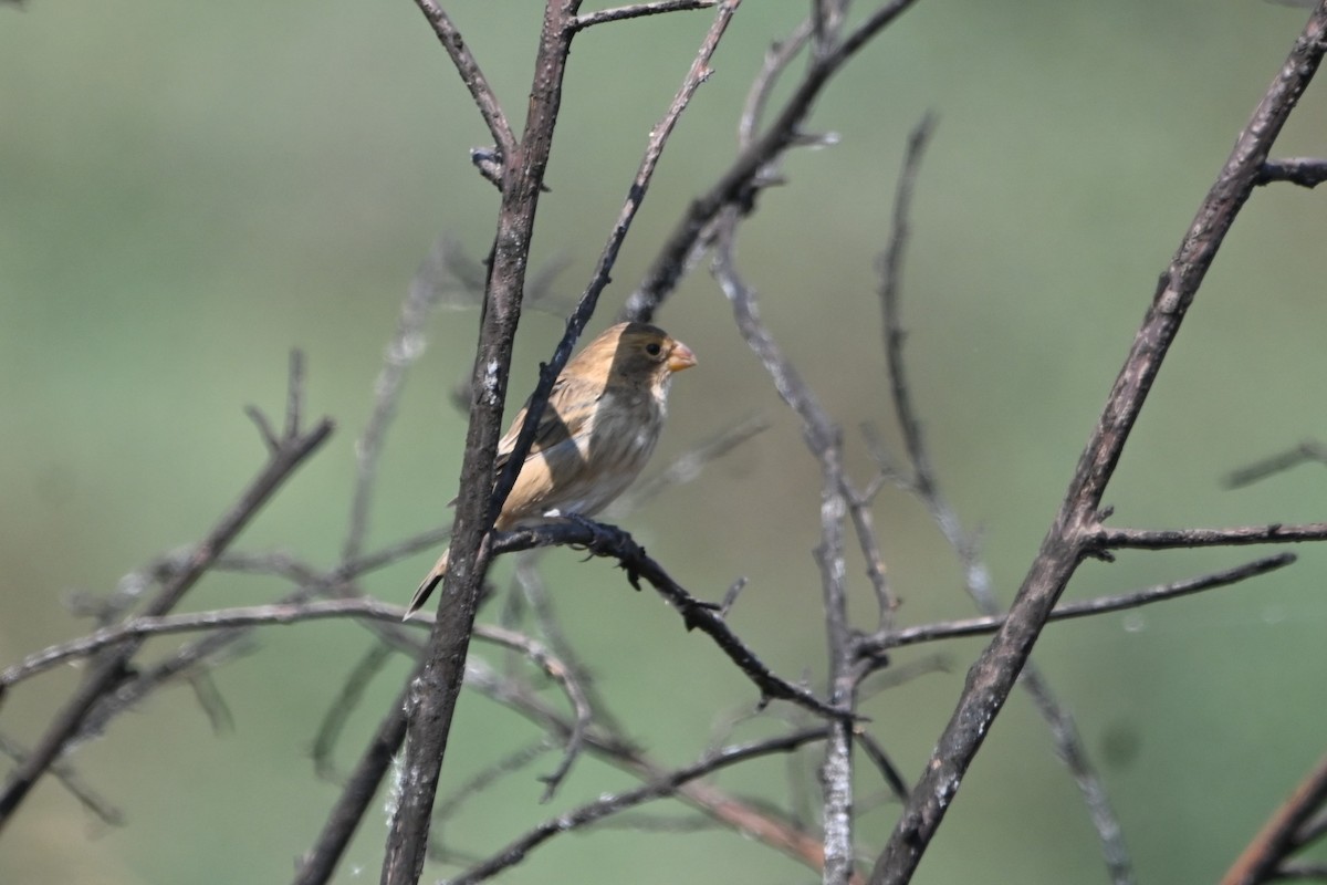 Chestnut-throated Seedeater - ML620123903