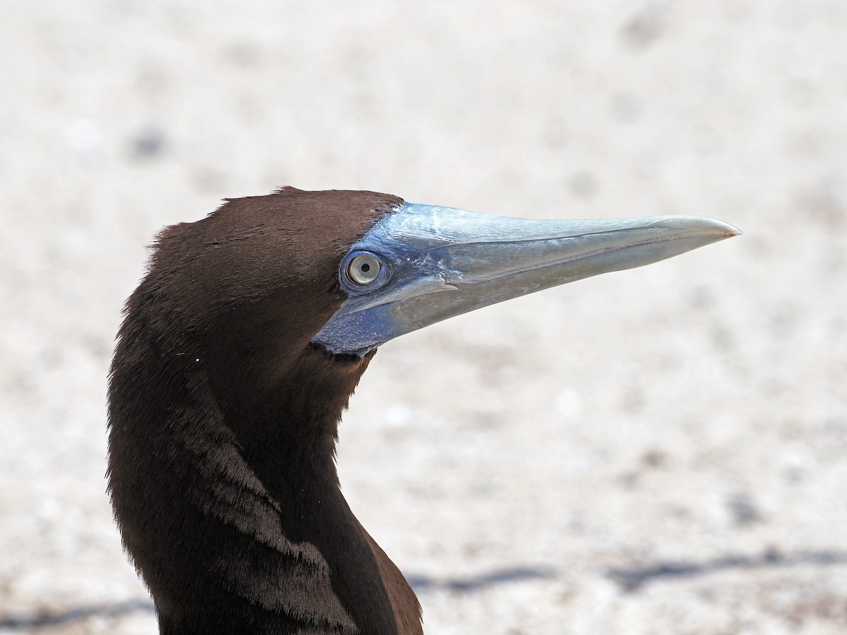 Brown Booby - ML620123911