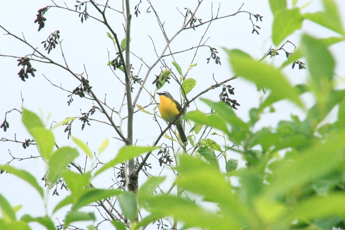 Yellow-breasted Chat - ML620123923