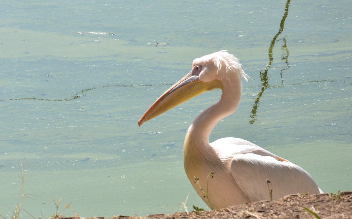 pelikán bílý - ML620123924